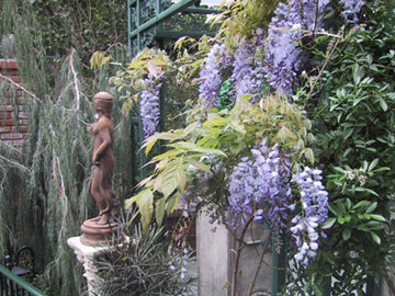 Wisteria